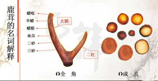 4,鹿茸的名词解释